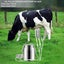 14L Pulse Pump Electric Milking Machine Stainless Steel Bucket Cattle Cow Milker Carousel 3