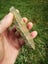 Pounamu greenstone carving slab Stunning golden kokopu Carousel 8