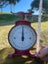 Vintage Cast Iron British Made Household Scales Carousel 13