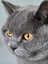Missing British Blue Shorthair Cat Carousel 5