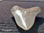 Megalodon Fossil Shark Tooth - 92.9mm / 3.6" Carousel 7
