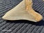 Megalodon Fossil Shark Tooth - 92.9mm / 3.6" Carousel 4