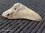 Megalodon Fossil Shark Tooth - 92.9mm / 3.6" Carousel 5