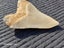 Megalodon Fossil Shark Tooth - 92.9mm / 3.6" Carousel 3