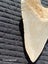 Megalodon Fossil Shark Tooth - 92.9mm / 3.6" Carousel 10