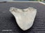 Megalodon Fossil Shark Tooth - 114mm / 4.4" Carousel 7