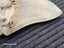 Megalodon Fossil Shark Tooth - 114mm / 4.4" Carousel 8