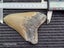 Megalodon Fossil Shark Tooth - 114mm / 4.4" Carousel 9