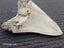 Megalodon Fossil Shark Tooth - 114mm / 4.4" Carousel 3