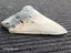 Megalodon Fossil Shark Tooth - 114mm / 4.4" Carousel 5