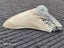 Megalodon Fossil Shark Tooth - 114mm / 4.4" Carousel 6