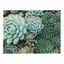 Succulent Garden, 2-sided, 500pce Carousel 4