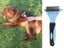 PTN NEW Dog Grooming Brush Sale Sale Carousel 16