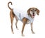 DOG COOLING COAT KURGA SMALL Carousel 6
