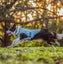 DOG COOLING COAT KURGA SMALL Carousel 8
