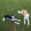 Pound Paws Rescue - Spot, Collie mix, Christchurch Carousel 2