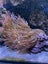 Anemone Carousel 1