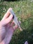 Pounamu greenstone slice translucent totoweka Carousel 7