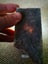 Pounamu greenstone slice translucent totoweka Carousel 8