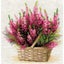 Riolis Scottish Heather - Cross Stitch Kit Carousel 1