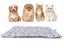 PTN NEW Waterproof Pet Dog Mat Sale Sale Carousel 14