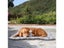 PTN NEW Waterproof Pet Dog Mat Sale Sale Carousel 16