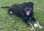 Ruby - Good with Other Dogs and Children Carousel 1