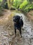 Ruby - Good with Other Dogs and Children Carousel 2