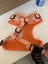 ORCHARD ORANGE NEOPRENE DOG AND PUPPY HARNESS SIZE SMALL Carousel 2
