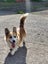 Welsh Pembroke Corgi Stud Service Carousel 2