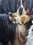 Welsh Pembroke Corgi Stud Service Carousel 3