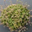 Monanthes Polyphylla Carousel 1