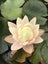 Water Lilly Carousel 1