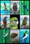NATIVE BIRDS PRINT BY ARTIST HELEN BLAND Carousel 1