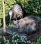 Missing British Blue Shorthair Cat Carousel 4