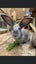 Flemish Giant kits Carousel 5