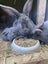 Flemish Giant kits Carousel 19