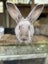 Flemish Giant kits Carousel 11