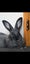 Flemish Giant kits Carousel 9