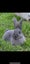 Flemish Giant kits Carousel 15