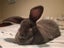 Flemish Giant kits Carousel 16
