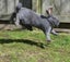 Flemish Giant kits Carousel 17