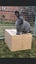 Flemish Giant kits Carousel 18