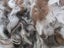 Llama Fleece #52 1kg. Appaloosa blend of chocolate brown/white/caramel brown Carousel 1