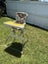 Folding high chair Carousel 1