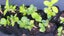 Hydrangea plants - Lace top Carousel 3