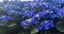 Hydrangea plants - Lace top Carousel 2