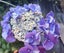 Hydrangea plants - Lace top Carousel 1