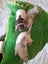 Beautiful baby ratlings Carousel 3