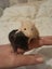 Beautiful baby ratlings Carousel 4